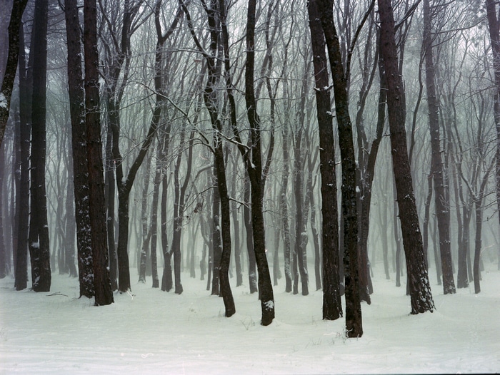 Snowy forest with mist and film grain