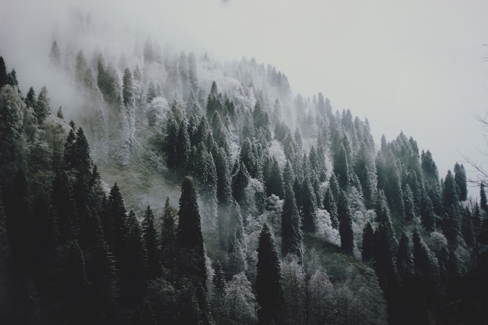 4K winter forest with mist and snow