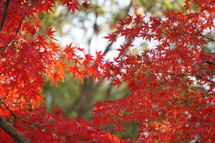 Red maple leaves in autumn