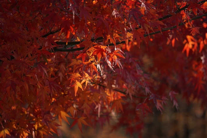 4K Red Maple Leaves in Fall