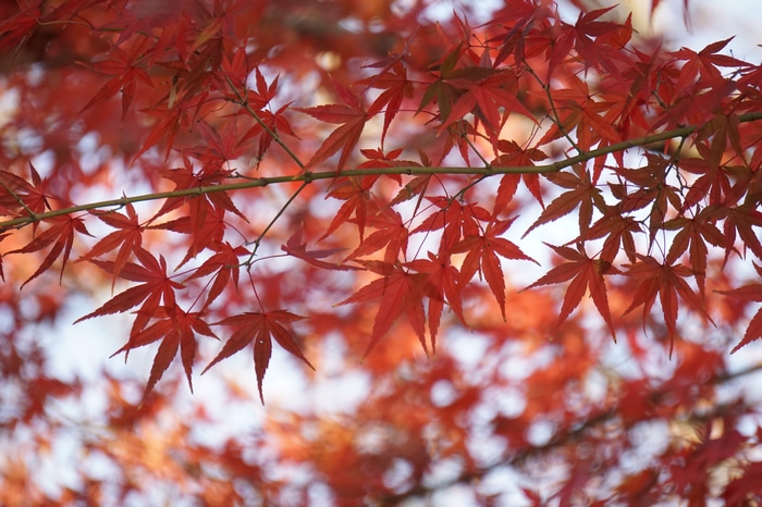 Red maple leaves on branches in fall
