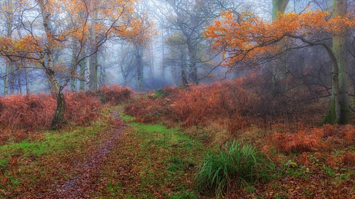 4K forest path with fall foliage and fog