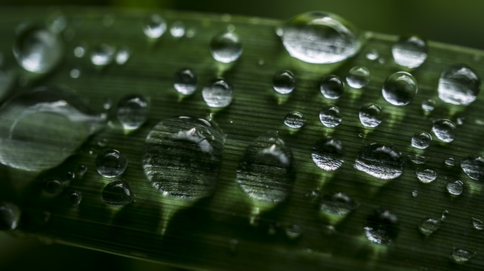 4K water drops on green grass macro