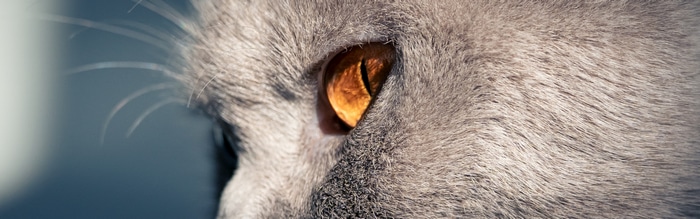 Close-up of a gray cat's orange eye