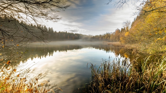 Lake with fog and autumn trees