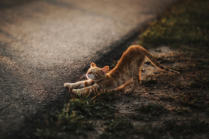 Ginger kitten stretching on the side of a road