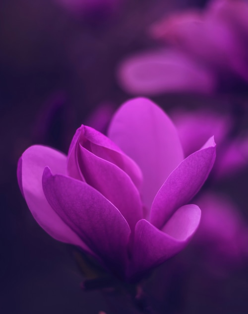 Close-up of a purple magnolia flower with bokeh background