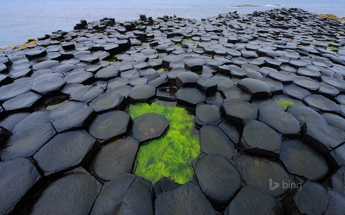 Giants Causeway Basalt Columns with Green Algae
