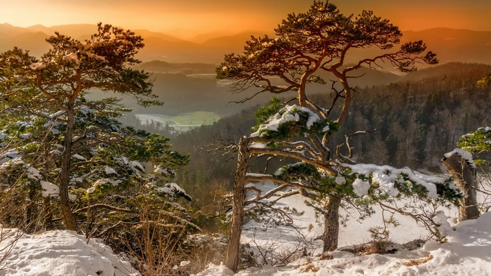 4K Winter Landscape with Snow-Covered Trees