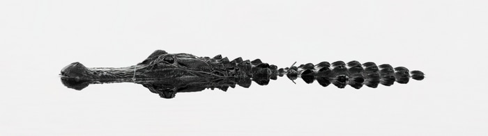 Monochrome alligator in water with white background