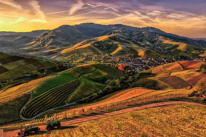 Vineyard landscape with tractors at sunset