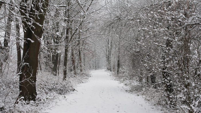 4K snow path through a winter forest