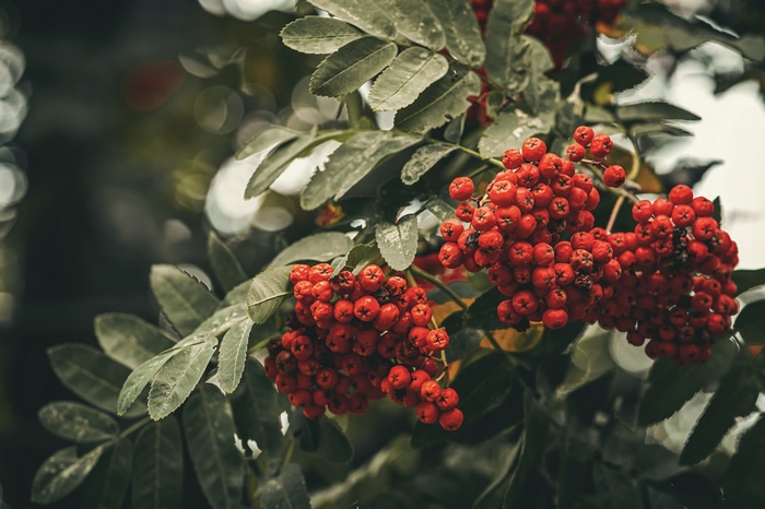 Clusters of red rowan berries on a tree