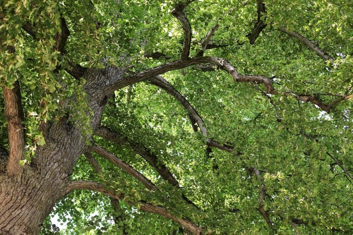 4K view of tree branches and green leaves