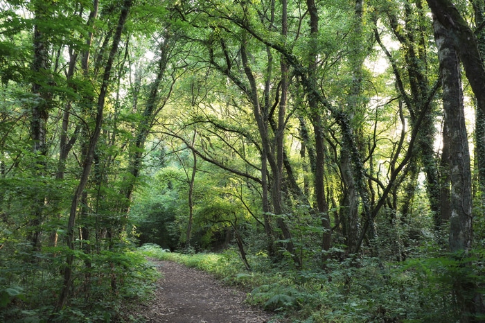 4K forest path with trees and sunlight