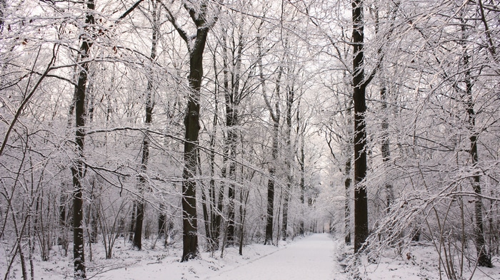 4K forest path covered in snow during winter