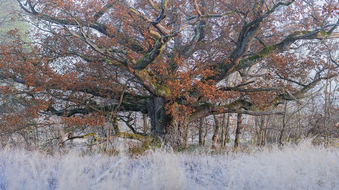 4K old oak tree in fall with frost