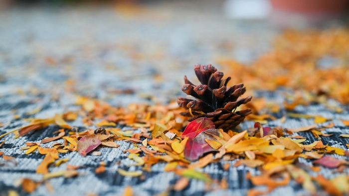 Pine cone and fallen leaves on a textured surface