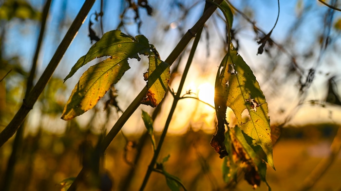 Plants and leaves at sunset with bokeh