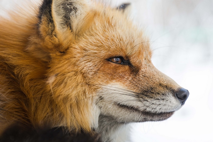 4K Red Fox Close-up