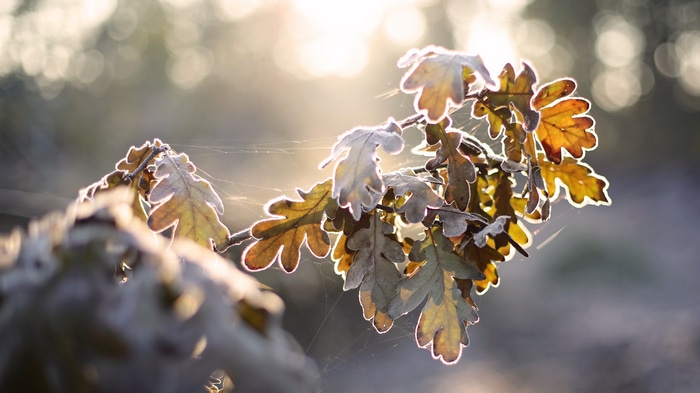 4K sunlight on frosty oak leaves with spiderwebs