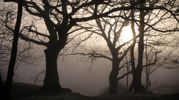 4K mist over trees with branches