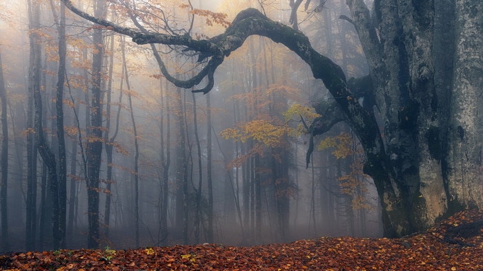 4K misty forest with fallen leaves