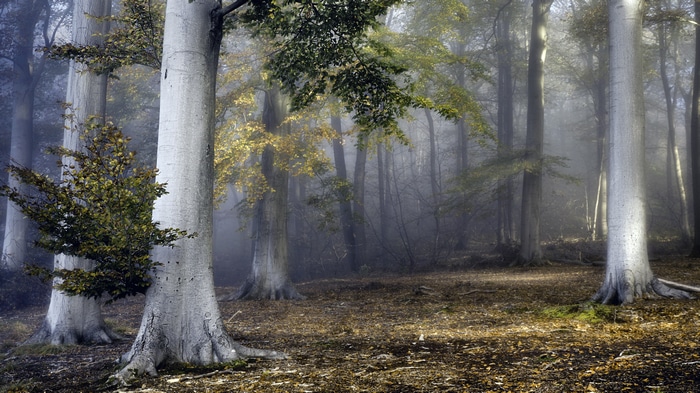 4K forest with tall trees and fall foliage