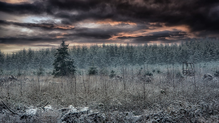 Winter forest landscape with dramatic clouds