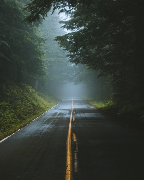 A wet road through a misty forest