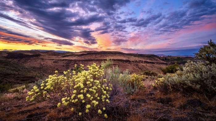 Sunset over rolling hills with yellow wildflowers
