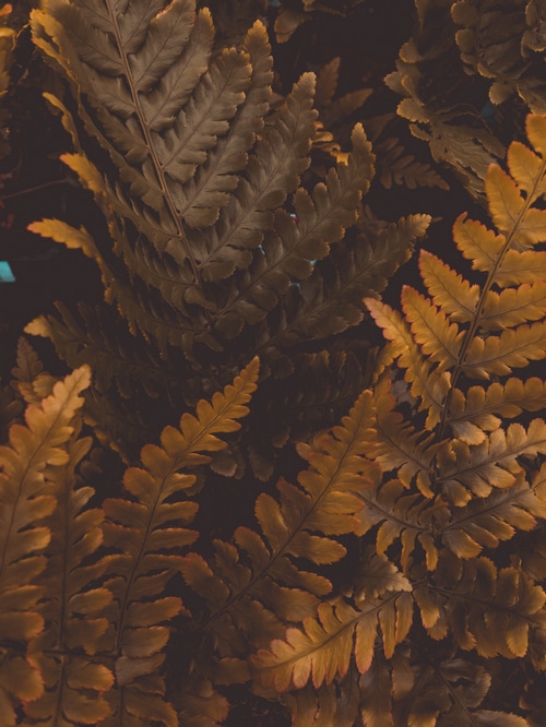 Close-up of brown and yellow fern leaves