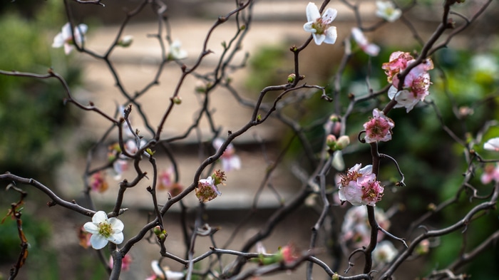 4K bokeh of blooming cherry blossom twigs