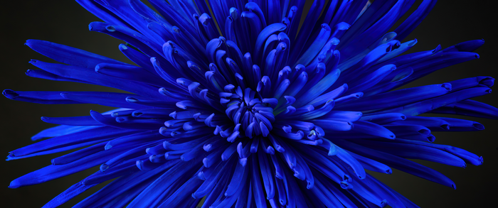 4K Macro of a Blue Chrysanthemum Flower