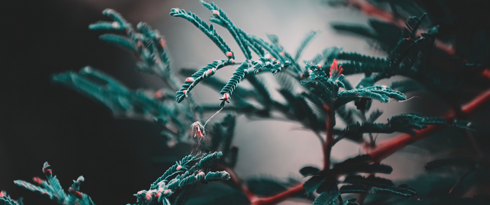 4K macro view of green plant with red accents