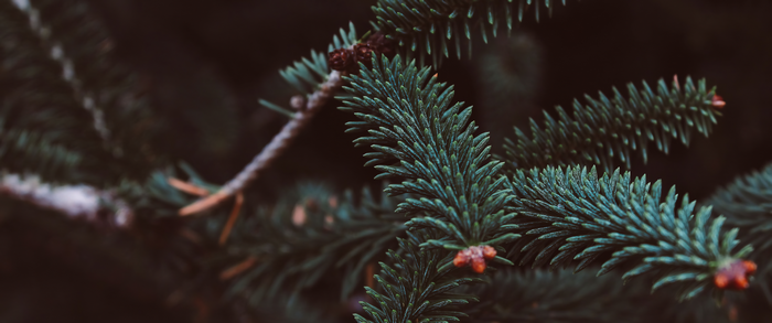4K Macro shot of pine tree needles