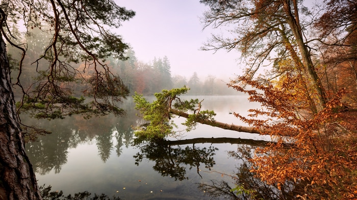 4K Fall Forest Lake Reflection