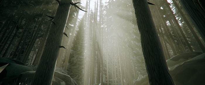 Forest with sunbeams filtering through trees