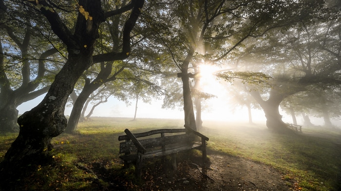 4K nature scene with trees and a bench