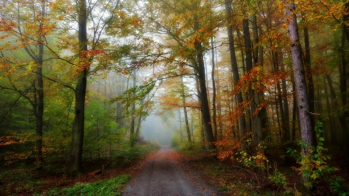 4K pathway through a misty autumn forest