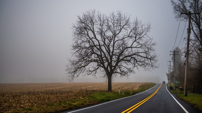 4K misty landscape with a bare tree and road