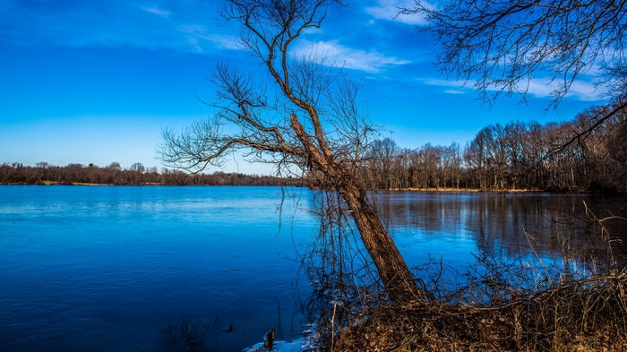 4K Lake Landscape with Bare Trees and Blue Sky