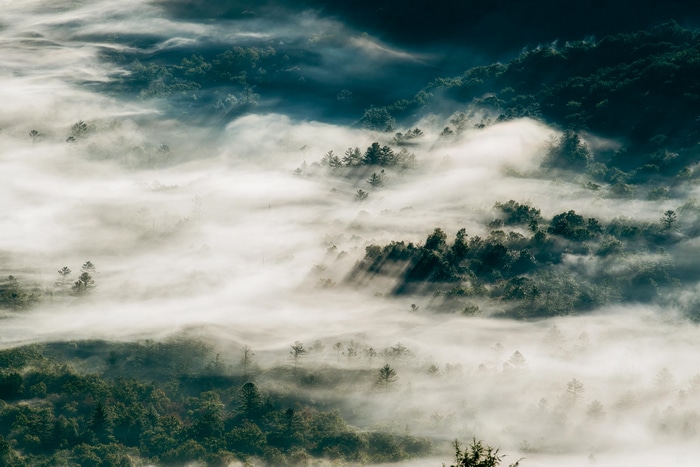4K forest landscape with mist in California