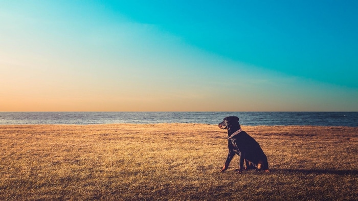 A black dog sits on grass by the sea