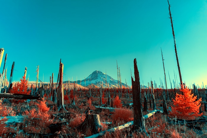 Desolate landscape with mountain and burnt trees