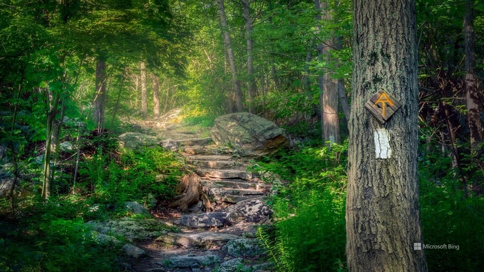 Stone steps ascend a forest path marked by trail signs.