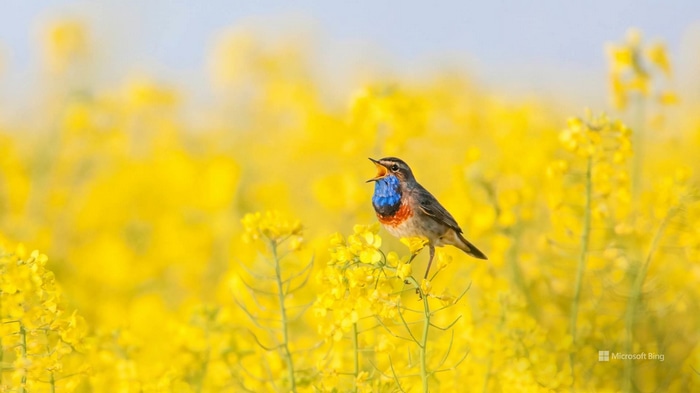 Bluethroat bird singing in a field of yellow flowers
