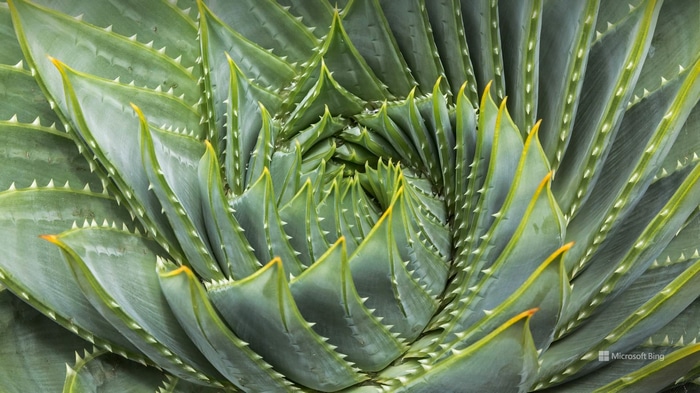 Close-up of a spiral aloe plant