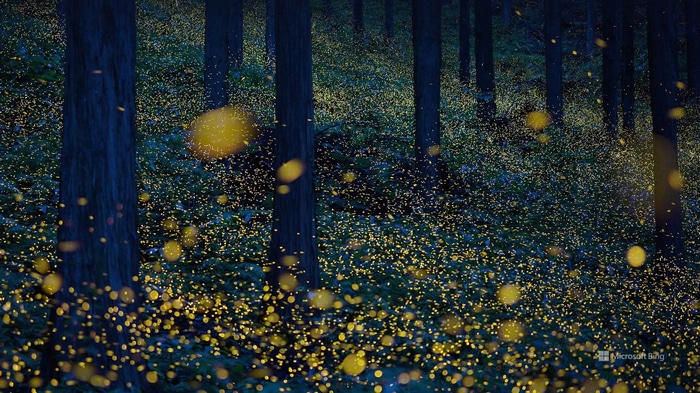 Fireflies illuminating a dark forest at night