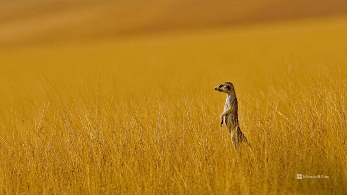 Meerkat standing in tall dry grass with Microsoft Bing logo